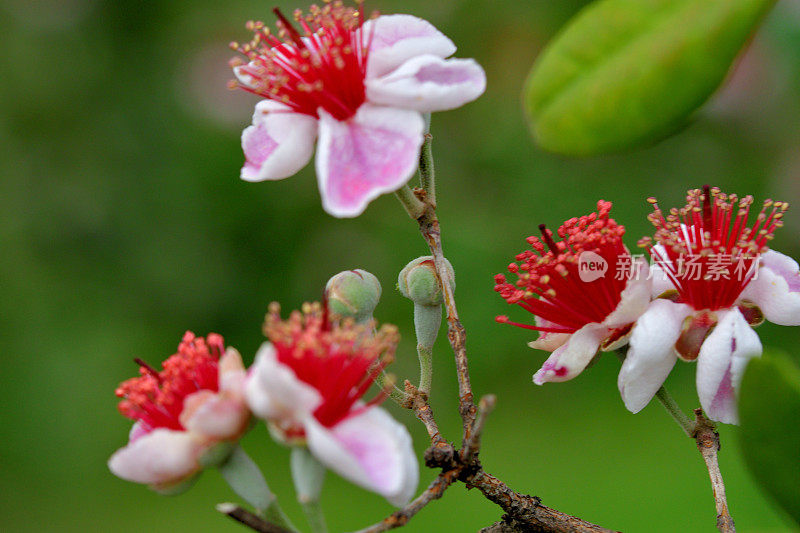 飞燕花/菠萝番石榴/六甲飞燕花